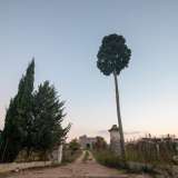 A questo punto c'� bisogno di spostarsi per un altro paio di chilometri. Strada vicinale Torre delle Monache si immette in strada vicinale Sagnisi (lungo la quale si erge il cipresso alto sette metri noto come � p�nnacchj-�il pennacchio�), la quale muta nome in strada vicinale Pezza Manca e incrocia strada vicinale Vrazzullo